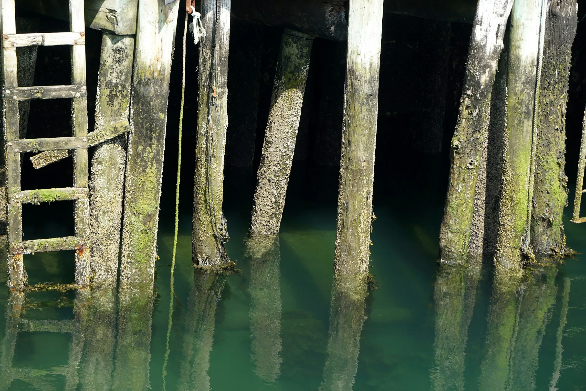 Saltwater tide line and marine growth on pilings beneath a pier